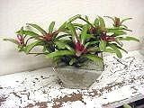 Neoregelia)